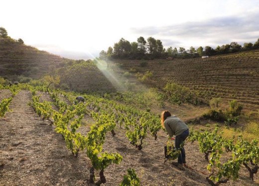 Mas Martinet, Winzer aus Priorat